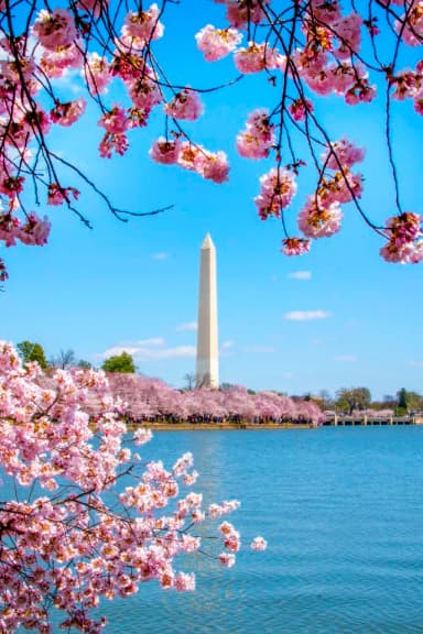 Limelight Insights by Shugoll – gallery image 2