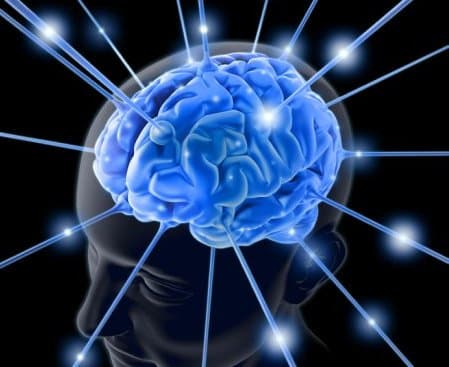 brain