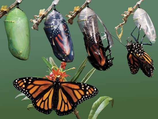 rebirth