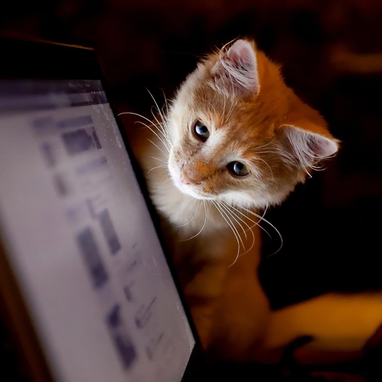 CAT POLLING