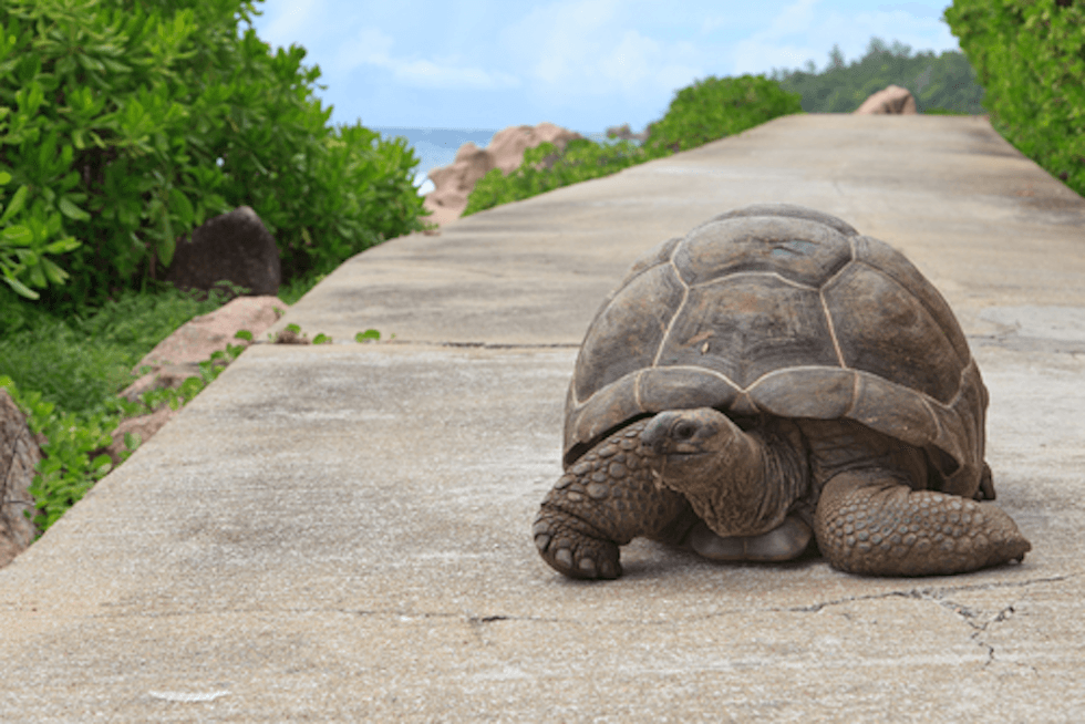 slow