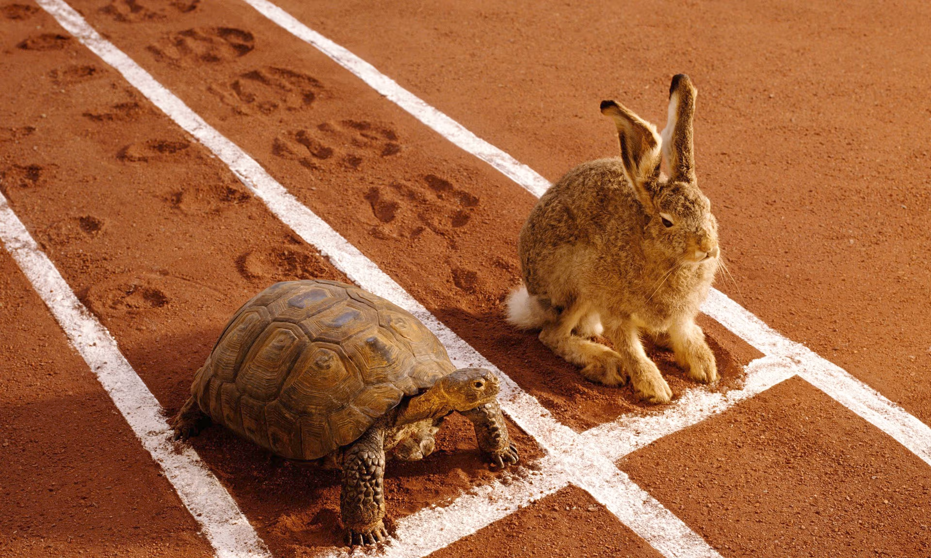 Tortoise and hare